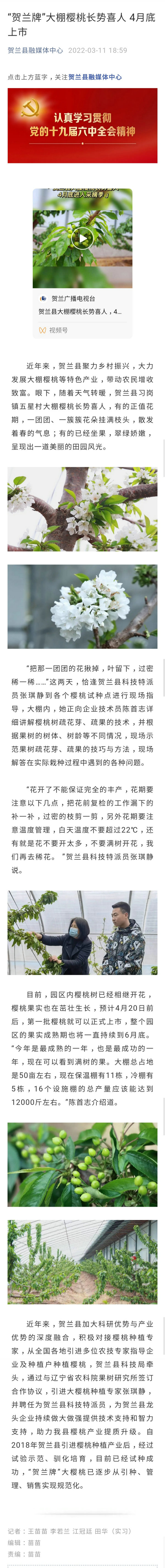 贺兰县融媒体中心——“贺兰牌”大棚樱桃长势喜人 4月底上市.jpg